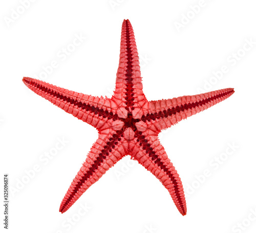 back side of dried starfish (sea star) isolated