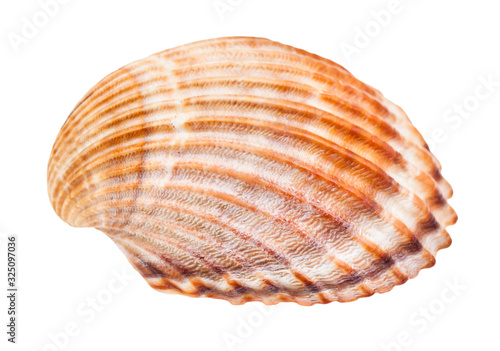 brown shell of cockle isolated on white