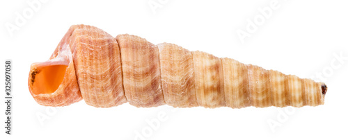 empty shell of turritella mollusk isolated