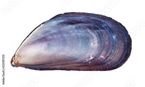 empty shell of mussel isolated on white