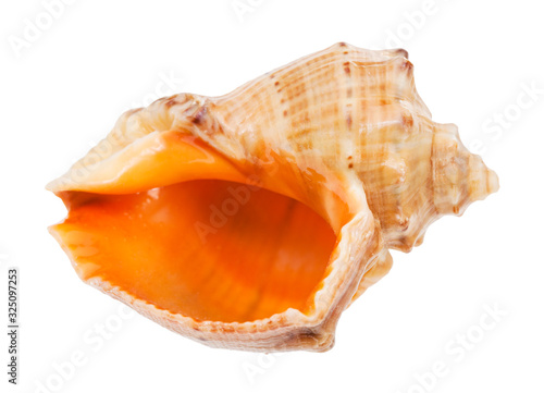 empty conch of rapana isolated on white