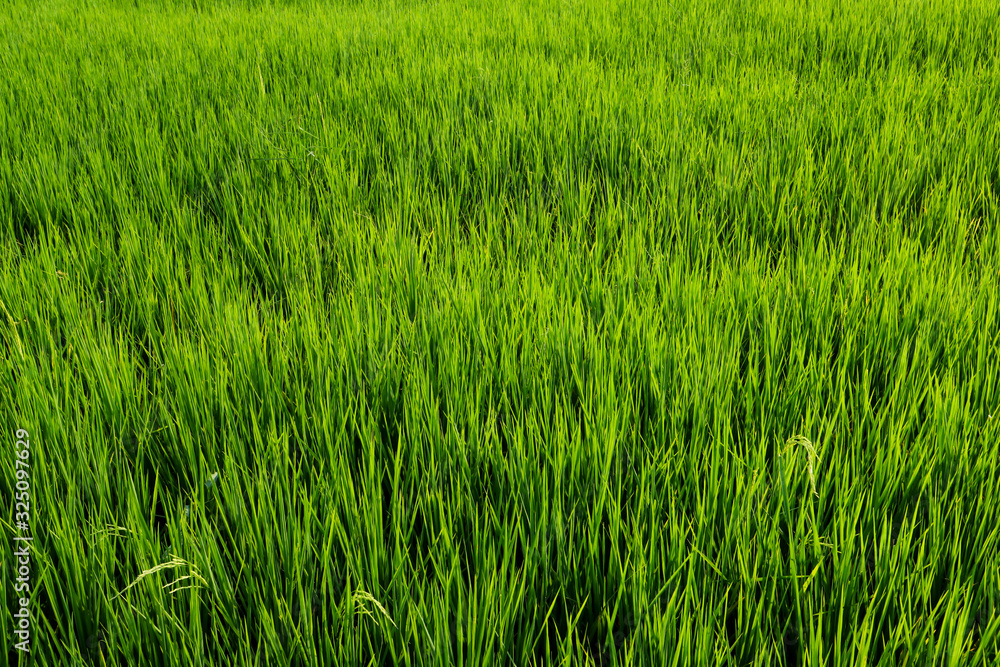 Fresh spring green grass. Beauty natural background. wallpaper green color. Fresh spring green grass. Beauty natural background. wallpaper green color.
