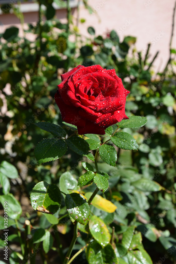Red Rose Blossom with Water Drops on the Petals - Beautiful Garden Red Rose Blossom with Water Drops on the Petals - Beautiful Garden