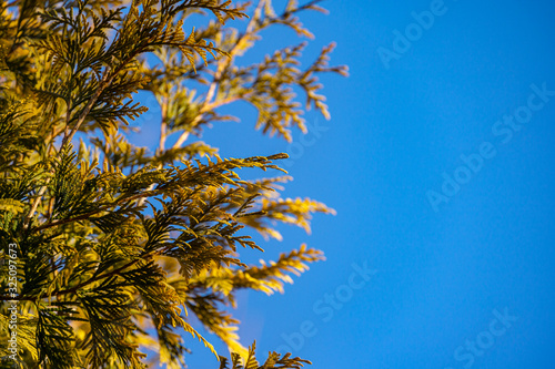 Yellow texture of needles Thuja occidentalis Aurea in sunshine on blue sky background. Selective focus. Interesting nature concept for design. There is place for text