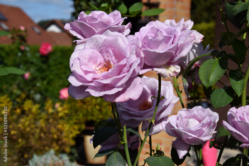 Fototapeta premium Lilac Rose Blossoms and Opening Rose Buds with Water Drops on the Petals - Beautiful Garden