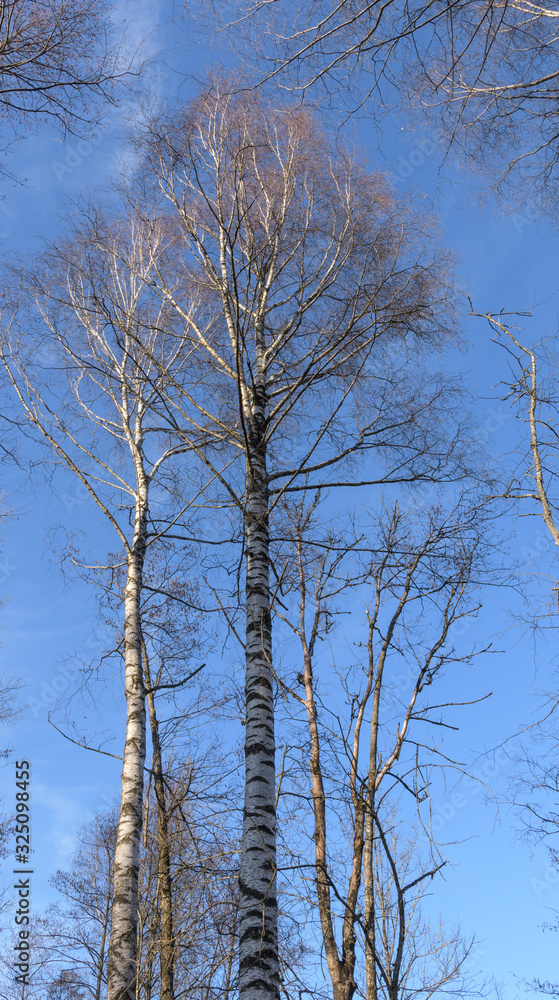Birken wald im Frühjahr mit blauem Himmel -Blick naoch oben Birken wald im Frühjahr mit blauem Himmel -Blick naoch oben