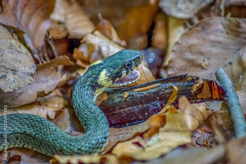 Obraz premium Close up of a grass snake feeding on a newt