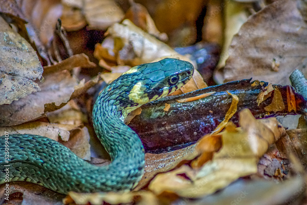 Obraz premium Close up of a grass snake feeding on a newt