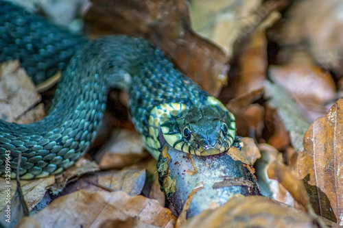 Close up of a grass snake feeding on a newt