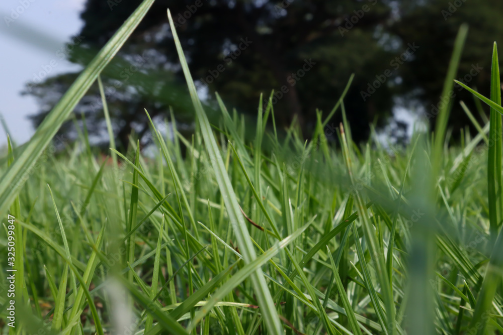 Obraz premium Fresh spring green grass. Beauty natural background. wallpaper green color.