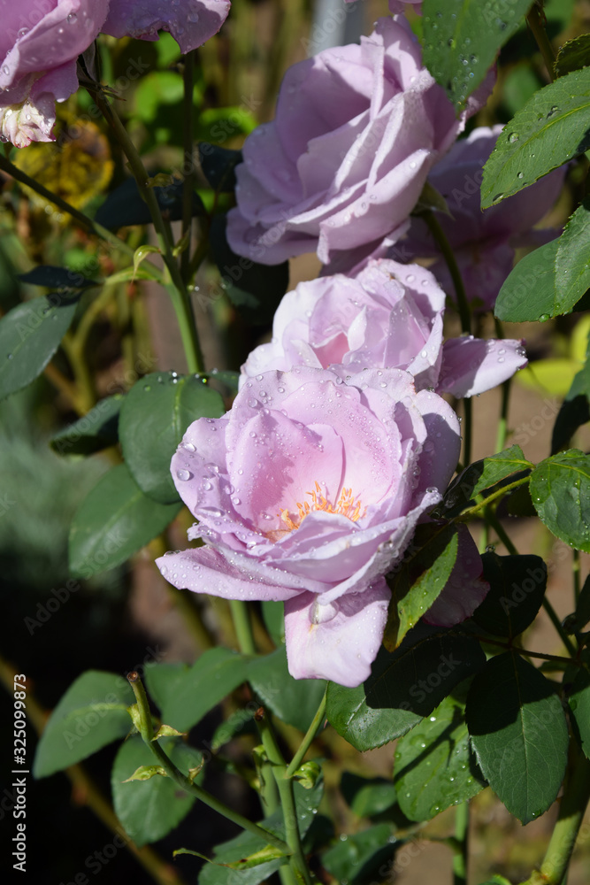 Lilac Rose Blossoms and Opening Rose Buds with Water Drops on the Petals - Beautiful Garden Lilac Rose Blossoms and Opening Rose Buds with Water Drops on the Petals - Beautiful Garden