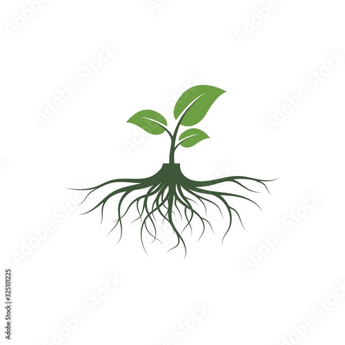tree roots vector icon illustration design