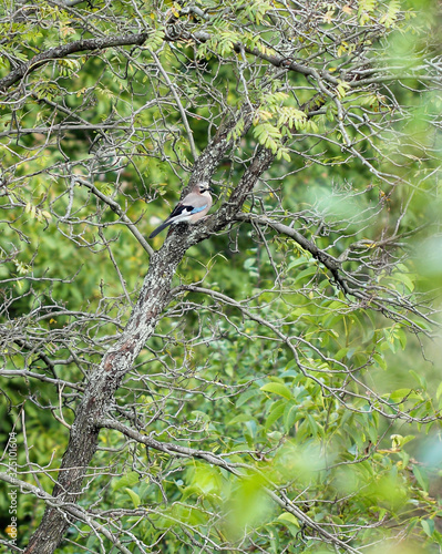 A wild bird on a tree among the branches. Summerly landscape photo