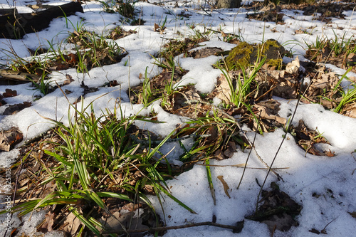 Spring concept. Snow is melting. Through the snow you can see the earth and green grass
