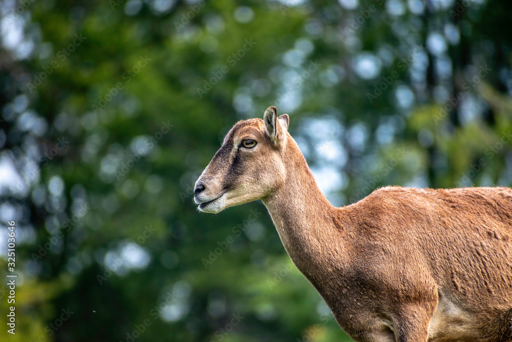 wild sheep in forest