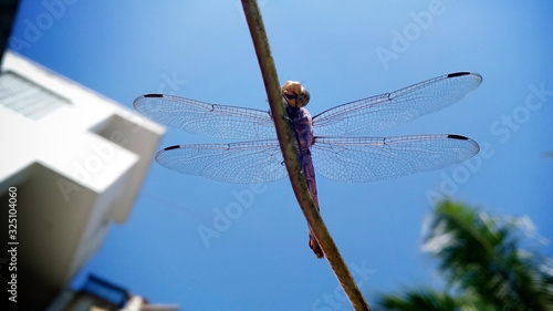 Dragonfly on tree branch with blue background