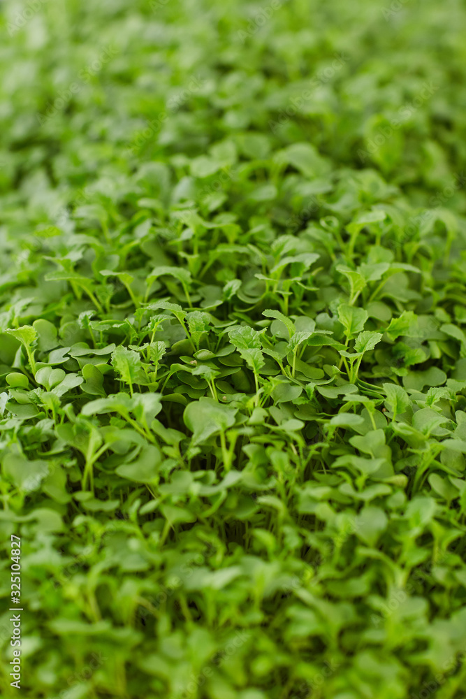 Close-up of young green plants seeding in the farm Close-up of young green plants seeding in the farm