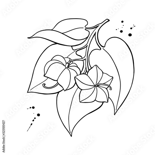 Sacha inchi vector drawing. Hand drawn plant branch with peanuts and leaves. Botanical