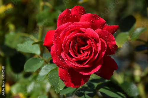 Obraz na płótnie Red Rose Blossom with Water Drops on the Petals - Beautiful Garden - Macro Shot w salonie