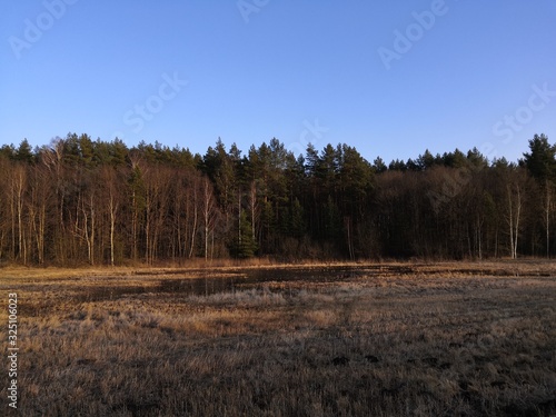 Wallpaper Mural trees in forest Torontodigital.ca