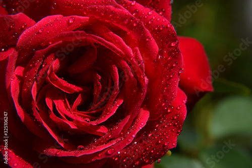 Red Rose Blossom with Water Drops on the Petals - Beautiful Garden - Macro Shot