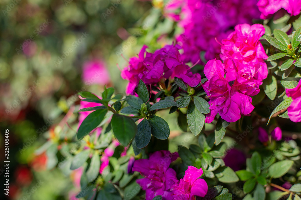 horizontal closeup photo of blooming azalea horizontal closeup photo of blooming azalea