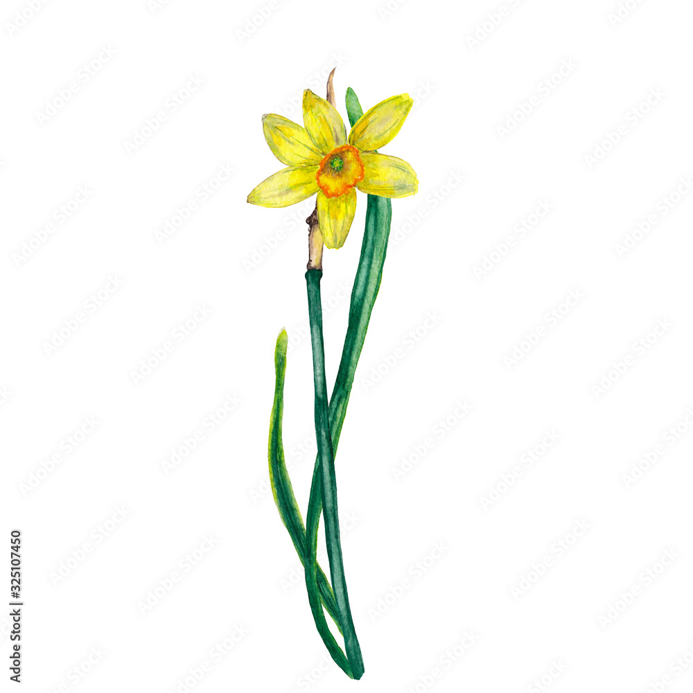 Realistic yellow narcissus on stem with two leaves in front position. Fragrant sunny primrose, traditional festive spring flower. Watercolor hand painted isolated elements on white background. Realistic yellow narcissus on stem with two leaves in front position. Fragrant sunny primrose, traditional festive spring flower. Watercolor hand painted isolated elements on white background.