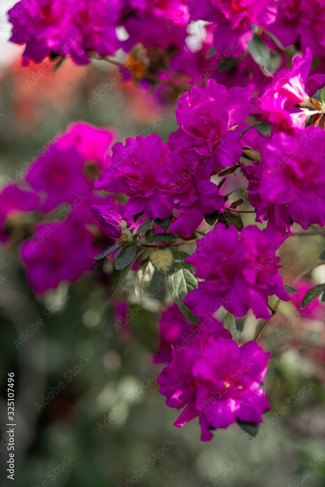 vertical close-up photo of blooming azalea vertical close-up photo of blooming azalea