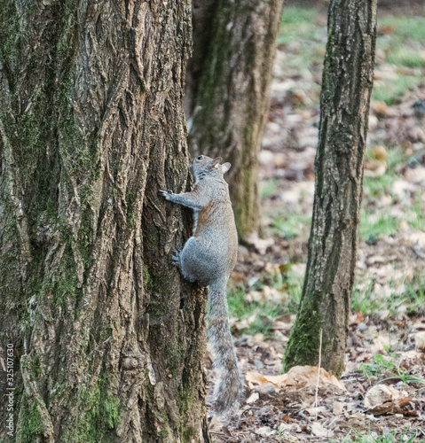 Closeup on a gray squirrel in the woods intent on feeding, near the town of Lainate, Italy - February 2020.