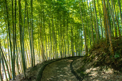 Fototapeta Naklejka Na Ścianę i Meble -  Natural green bamboo garden in Japan.