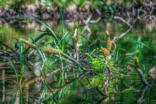 Lush green plants in a swamp