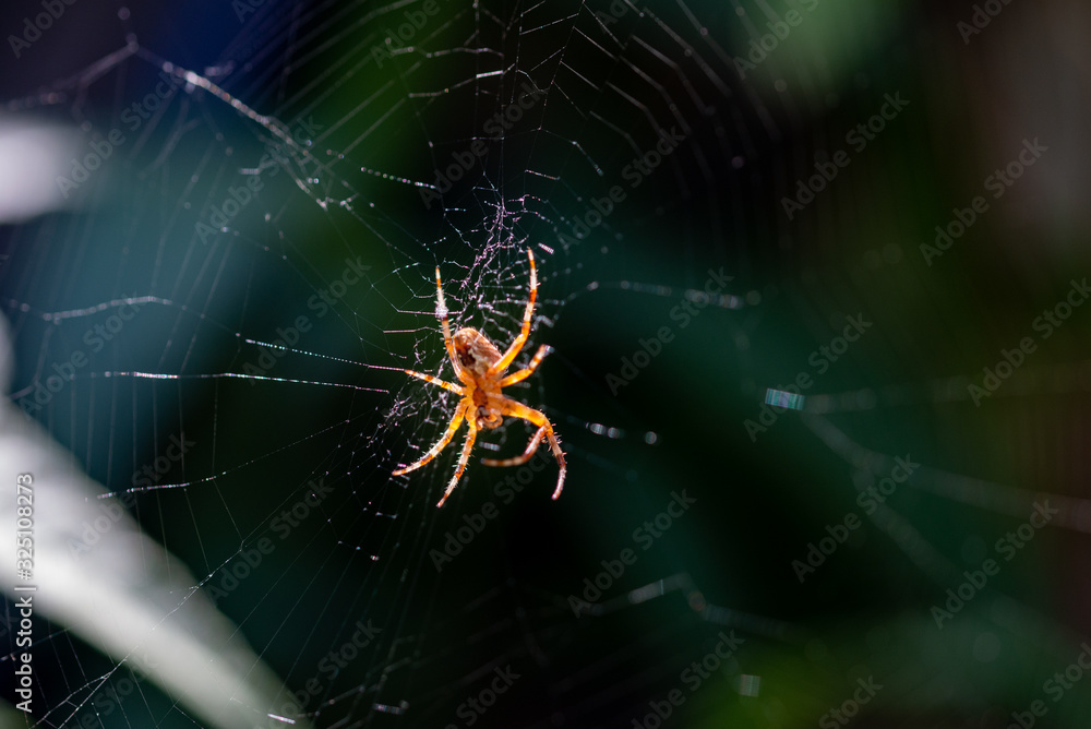 Araignée orange sur sa toile attendant sa proie Araignée orange sur sa toile attendant sa proie