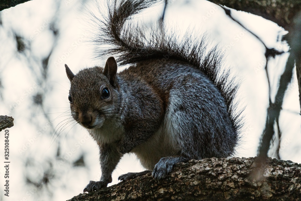 Fototapeta premium Closeup on a gray squirrel in the woods intent on feeding, near the town of Lainate, Italy - February 2020.