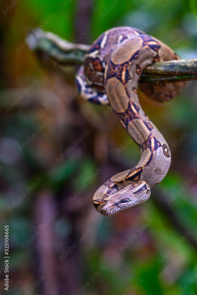 Naklejka premium Emperor boa (Boa constrictor imperator) hanging in a tree, Tortuguero, Costa Rica.