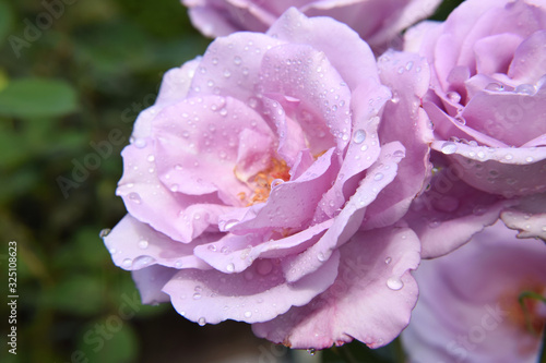 Violet Roses Blossom with Water Drops on the Petals - Beautiful Garden - Macro Shot