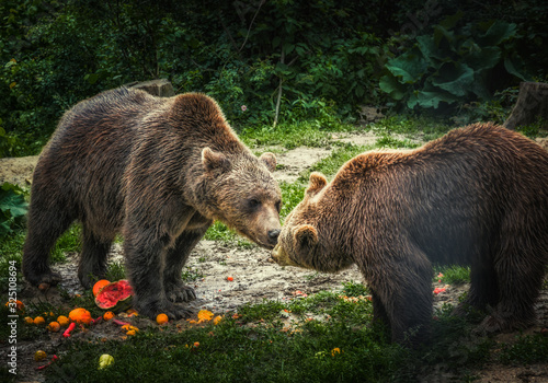 brown bear