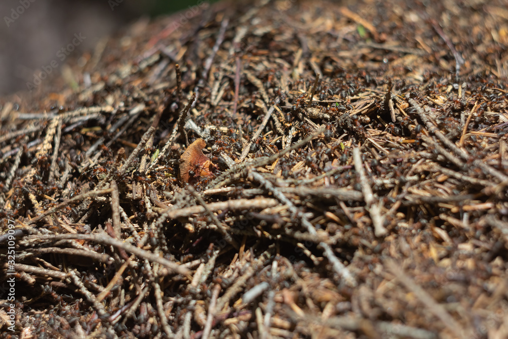 Ants crawl along an anthill in the mountains in the Urals Ants crawl along an anthill in the mountains in the Urals