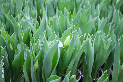 Close up of  green Tulip sprouts with barely noticeable white buds. Growing in a greenhouse for sale