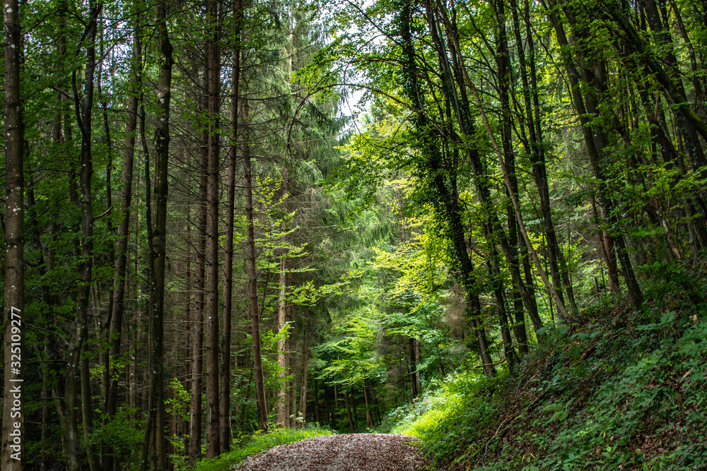 Fototapeta premium trees in the forest