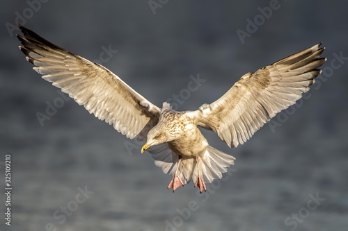 Solo European Herring Gull in flight Larus Argenatus, hovering in the sky over a target fish photo
