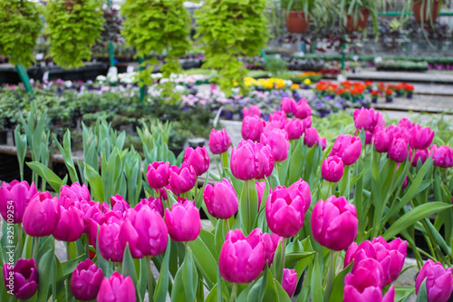 Beautiful bright pink almost purple fresh Tulip flowers on a background of multi-colored blooming and green hanging plants in the greenhouse