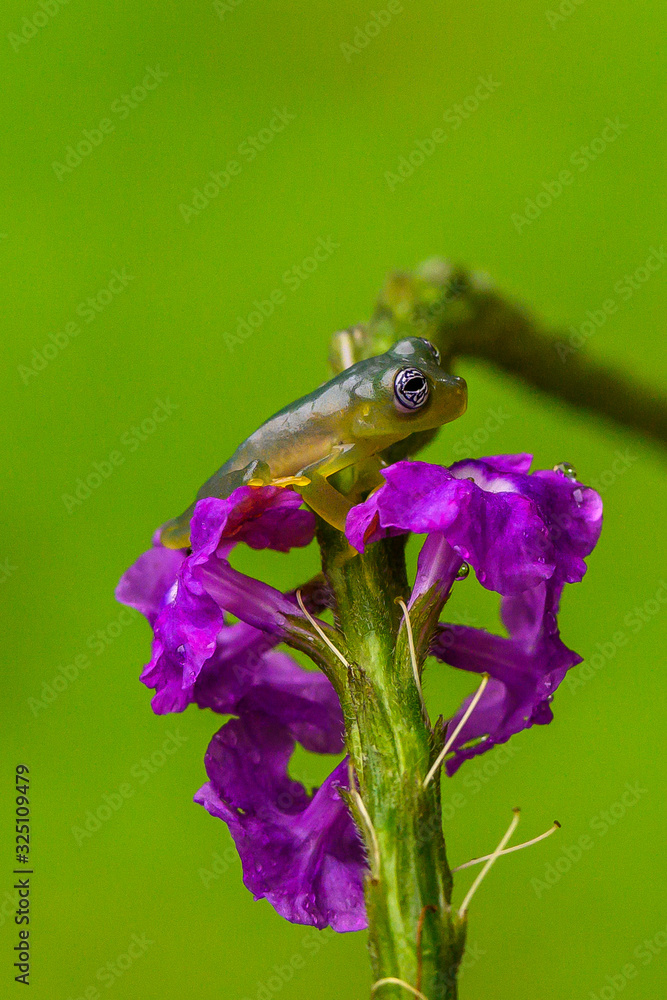 Teratohyla spinosa glass frog (spiny cochran frog) of the family of