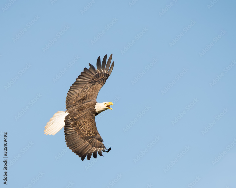 Fototapeta premium Regal, bald eagle in flight with wings spread against a blue sky.