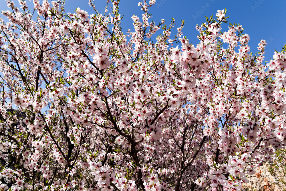 Almond blossom in the mountains of Armenia