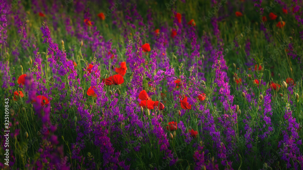 Obraz premium sunset over poppy field