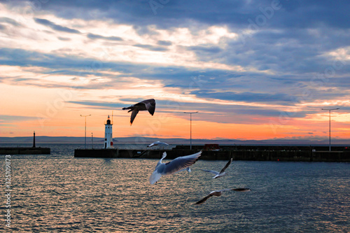 Seagulls in flight at sunset, anstruther