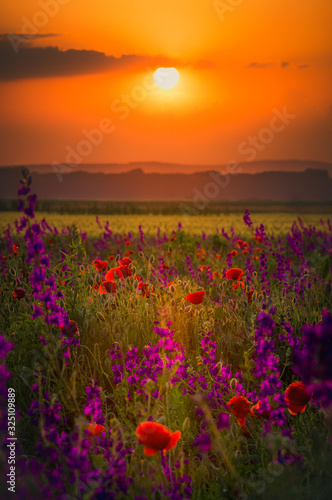 sunset over poppy field