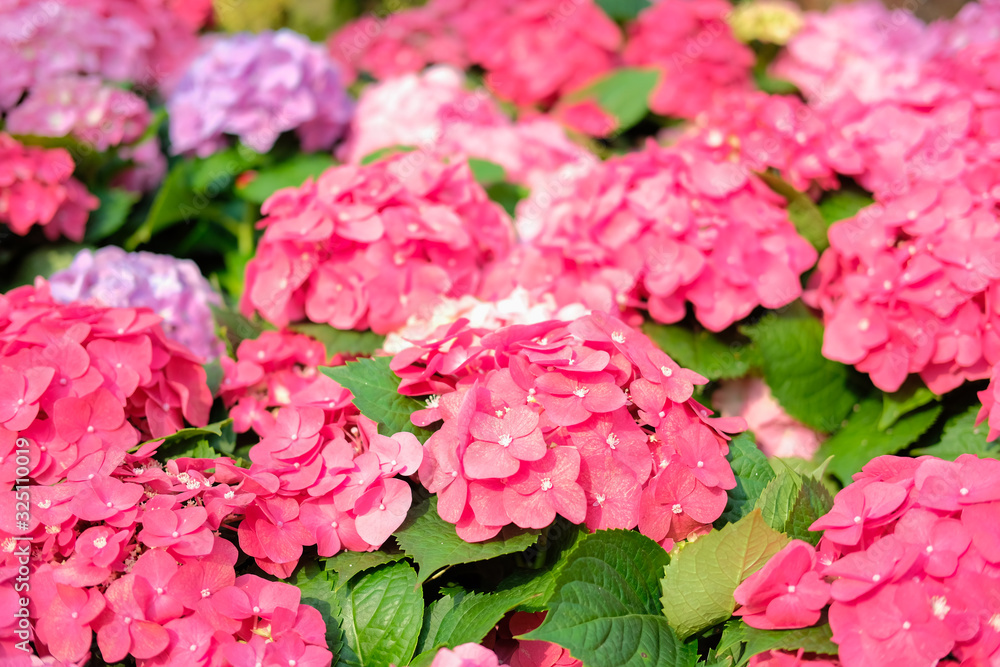 Obraz premium blooming pink hydrangea growing in flower garden