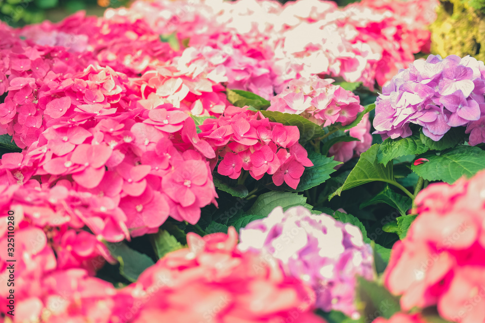 blooming pink hydrangea growing in flower garden blooming pink hydrangea growing in flower garden
