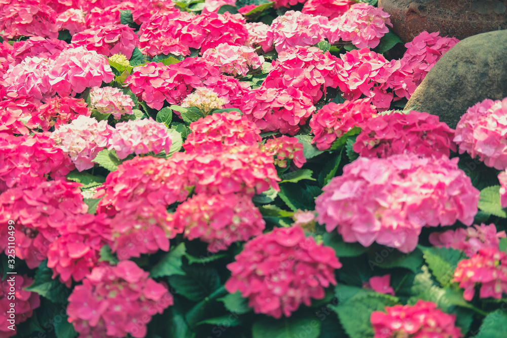 blooming pink hydrangea growing in flower garden blooming pink hydrangea growing in flower garden